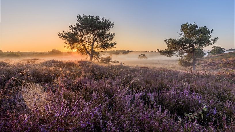 Sunrise with mist and heather in the Maasduinen Mountains by Silvia Thiel