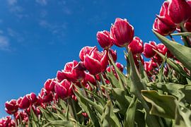 Rote und weiße Tulpen von Elly Damen