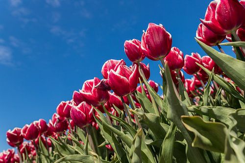 Rood witte tulpen