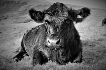Schottische Bergkuh