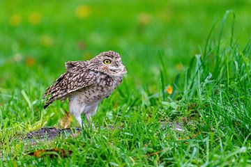 The American burrowing owl - Athene cunicularia (formerly known as Speotyto cunicularia)