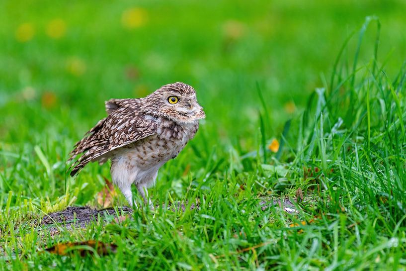 The American burrowing owl - Athene cunicularia (formerly known as Speotyto cunicularia) by Rob Smit