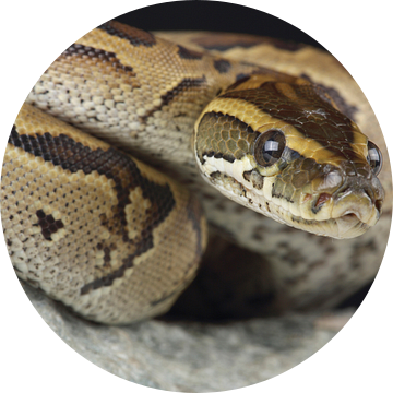 Rotspython (Python sebae)