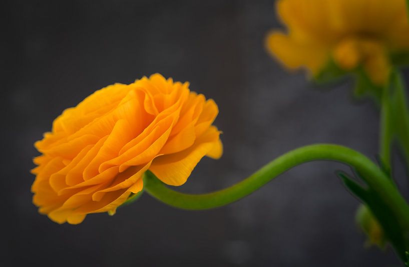 Ranunculus by E Jansen