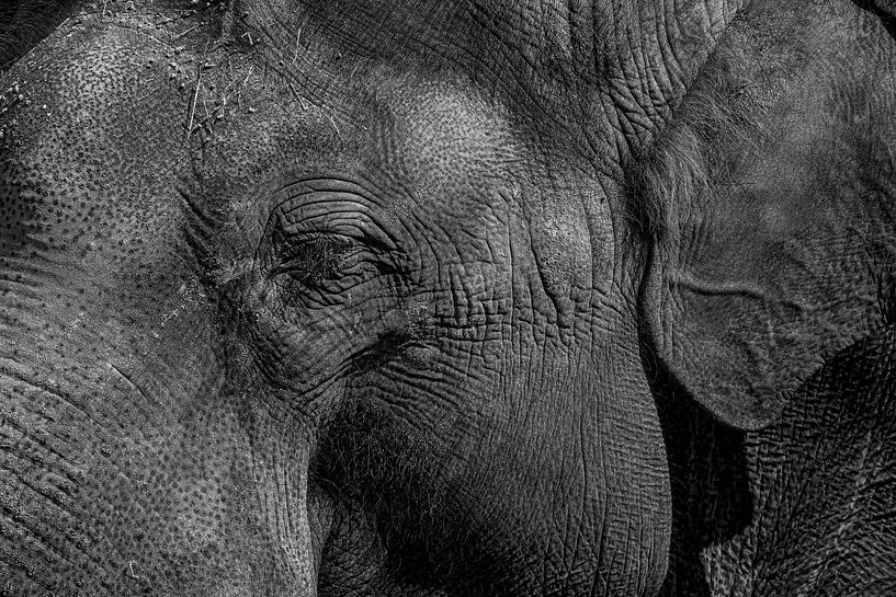African Elephant, portrait in black and white by Gert Hilbink