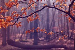 Les dernières feuilles... sur LHJB Photography