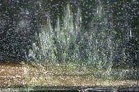 Reflection of flowering plant