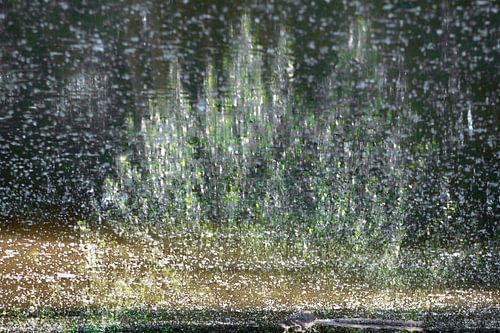Reflection of flowering plant