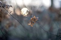 Blumen Teil 234