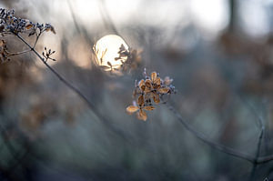Blumen Teil 234