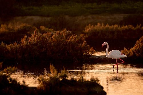 Flamingo's tijdens zonsondergang