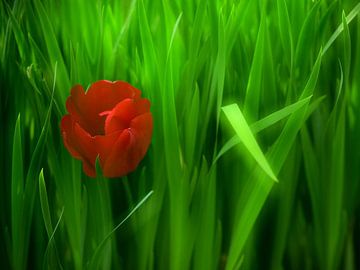 Een rode tulp in het groen van Oliver Lahrem