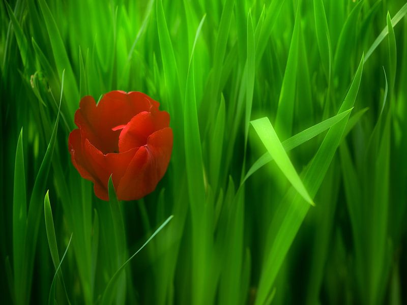Une Tulipe rouge dans la verdure par Oliver Lahrem