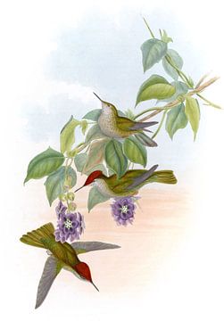 Chiliaans vuurkroon, John Gould van Hummingbirds