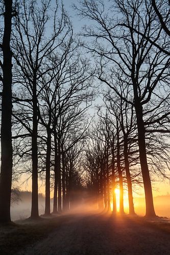 Sunrise Through Tall Trees
