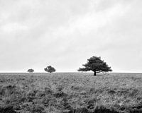 One two tree