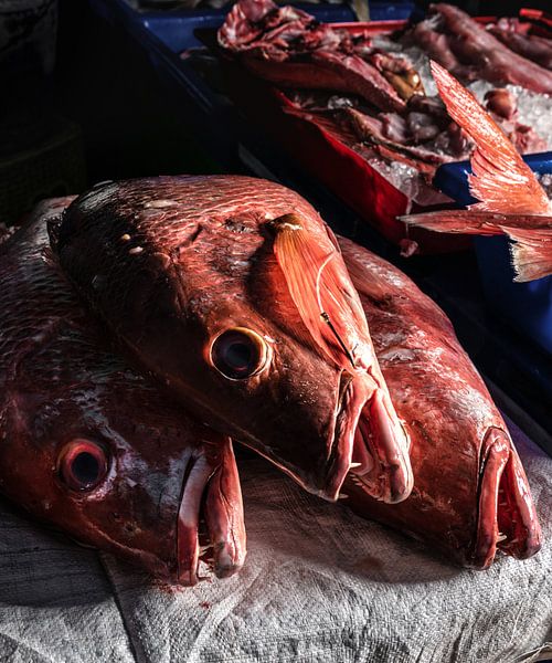 fishes by Alex Neumayer
