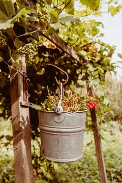 Emmer met plant en druivenrank van Nienke Anne Photography