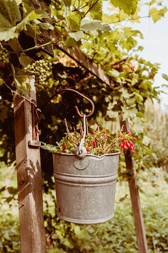 Emmer met plant en druivenrank