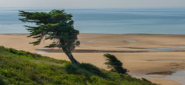 Surrealistische boom aan het strand bij Carteret, Frankrijk