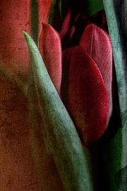 Red Tulip - Vintage Look by Petra Dreiling-Schewe