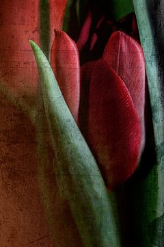 Rote Tulpe - Vintagelook von Petra Dreiling-Schewe