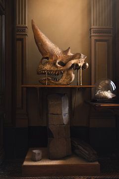 History | museum | fossil by Laura Dijkslag