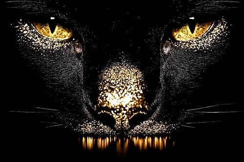 Zwarte kat met gouden details