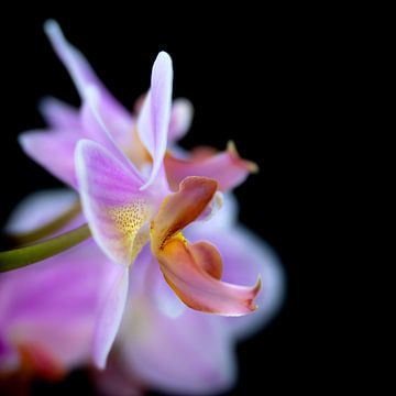 Orchidee 1 van Geert Huyskens Photography