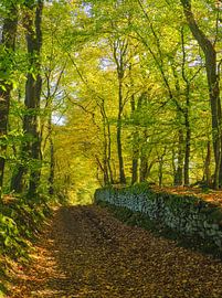 Herbstwanderung von Roger Trelou