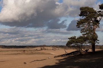 Loonse en Drunense duinen van Miranda Geerts