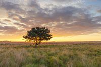 Dwingelderveld - Drenthe (Nederland)