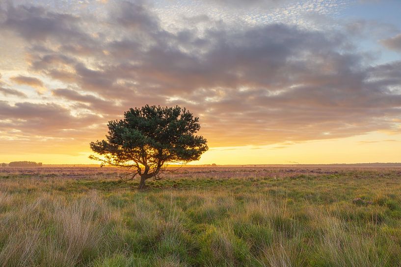 Dwingelderveld - Drenthe (Netherlands) by Marcel Kerdijk
