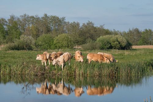 Reflections in the water