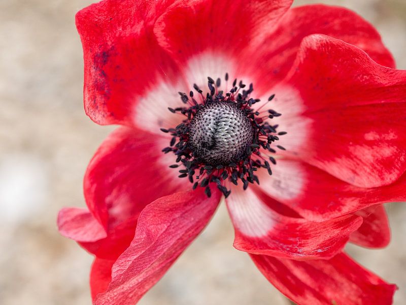 Rote Anemone von Jo Beerens