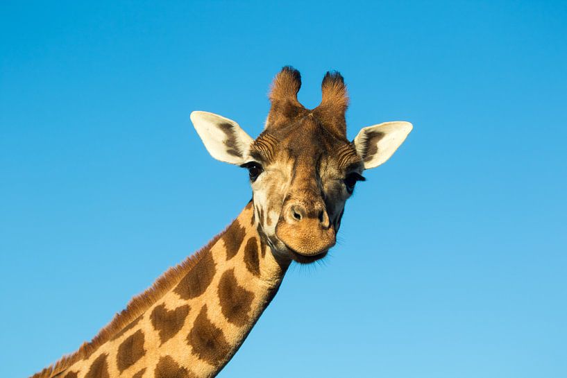 Giraffe von sophiimage