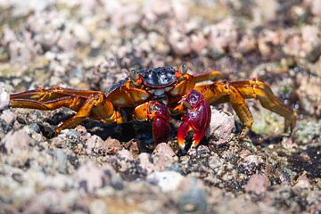 King Crab van Melanie van der Rijt