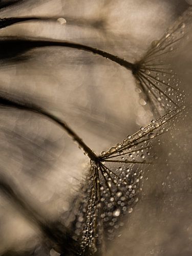 Warme kleuren: Druppels op een morgenster (Tragopogon)