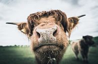 Highland cattle by Andre Michaelis thumbnail