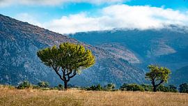 My friend the almond tree by Wim Kohne