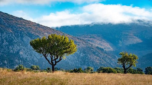 Mein Freund, der Mandelbaum
