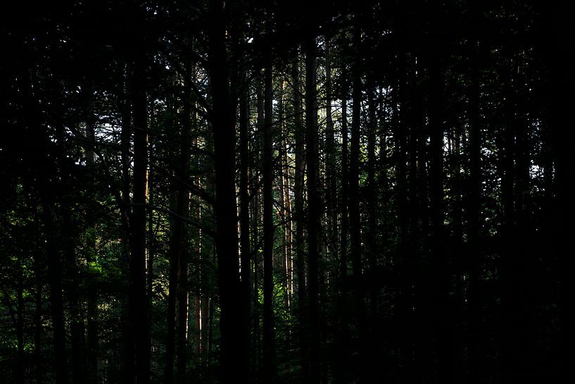 Forest by Thomas Jäger