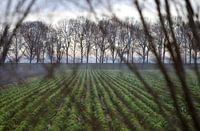 SPRUITEN