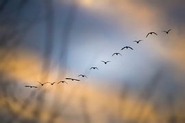 Winter is Coming by Erik de Klerck