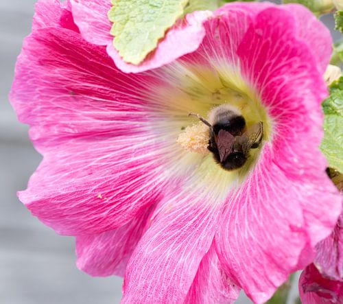 Hollyhock