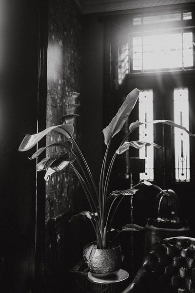 Botanical print of plant | Photography Art Print by Linn Fotografie