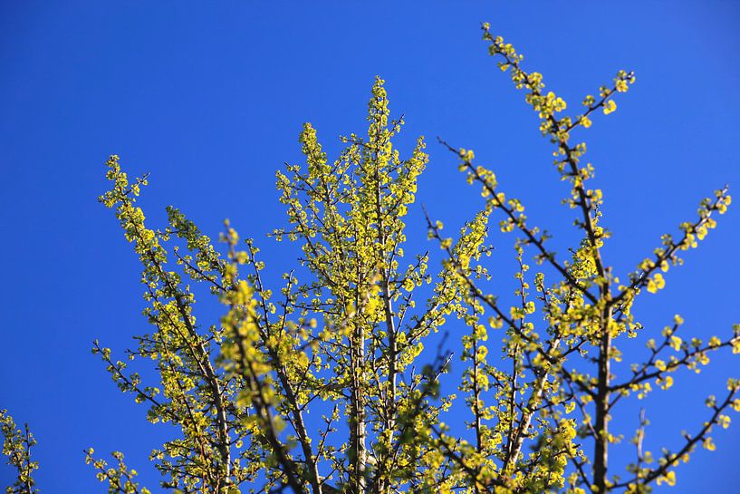 Ginkgo par Thomas Jäger