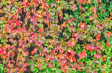 Close-up van wijnstokloper met herfstbladeren, achtergrondtextuur van Alex Winter