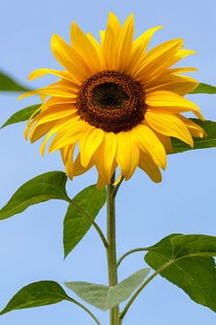 Sonnenblume von Evelyne Renske