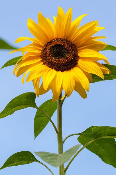 Sunflower by Evelyne Renske